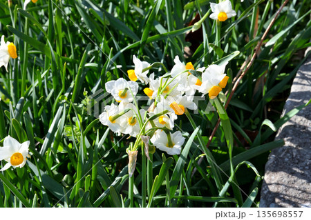 野母崎のスイセン、水仙 135698557