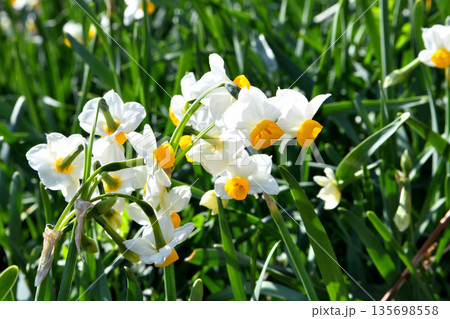 野母崎のスイセン、水仙 135698558