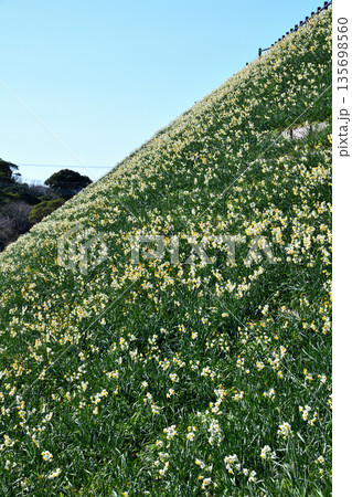 野母崎のスイセン、水仙 135698560
