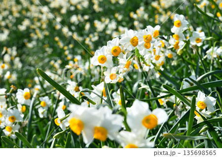 野母崎のスイセン、水仙 135698565