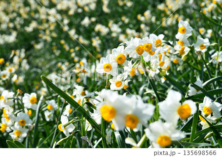 野母崎のスイセン、水仙 135698566