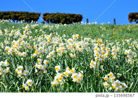 野母崎のスイセン、水仙 135698567