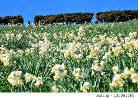 野母崎のスイセン、水仙 135698569