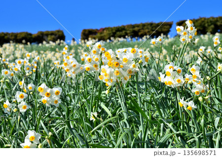 野母崎のスイセン、水仙 135698571
