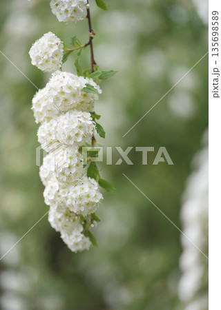 コデマリの白い花が満開です。学名:Spiraea cantoniensis 135698589