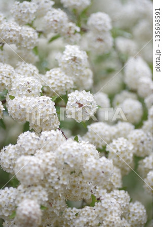 コデマリの白い花が満開です。学名:Spiraea cantoniensis コデマリの白い花が満開です。学名:Spiraea cantoniensis 135698591