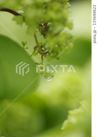 オオデマリの花が咲いています。学名はViburnum plicatum var. plicatum オオデマリの花が咲いています。学名はViburnum plicatum var. plicatum 135698622