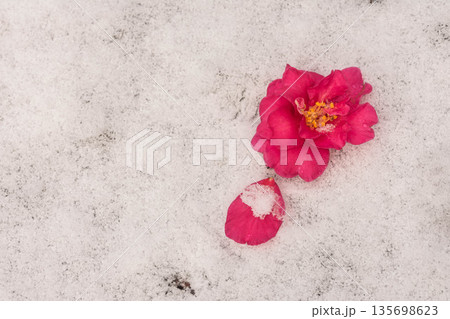 雪の中の山茶花 雪の中の山茶花 135698623