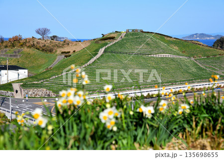 野母崎のスイセンと軍艦島 野母崎のスイセンと軍艦島 135698655