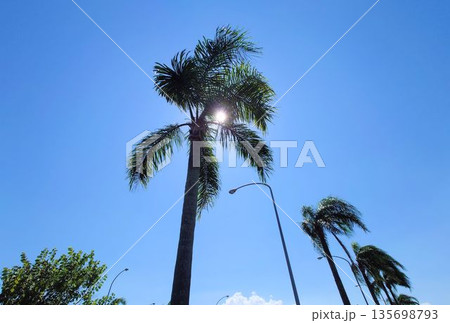 青空と太陽に照らされたヤシの木の風景 135698793