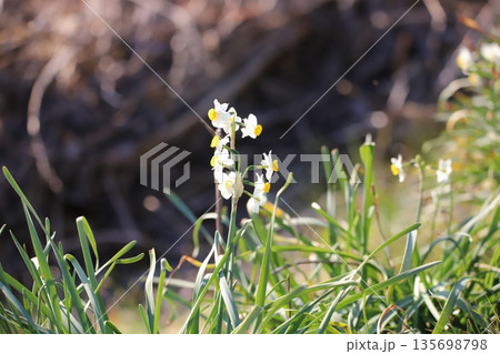 スイセンの花 スイセンの花 135698798