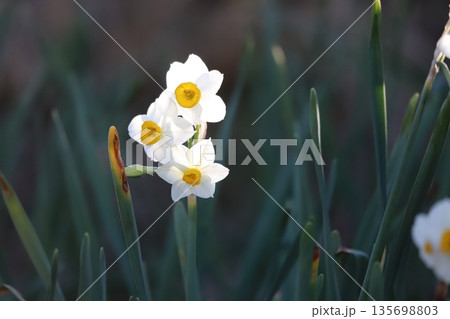 スイセンの花 スイセンの花 135698803