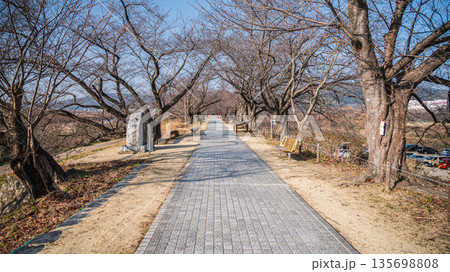 冬の背割り堤　京都府八幡市 135698808