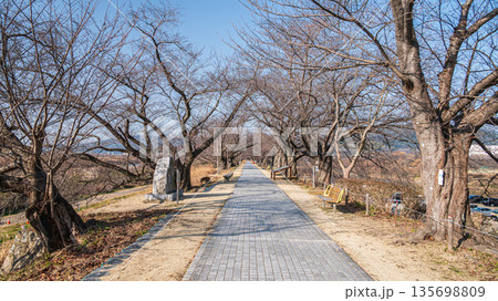 冬の背割り堤　京都府八幡市 135698809