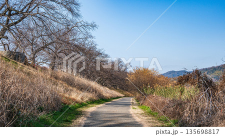 冬の背割り堤　京都府八幡市 135698817