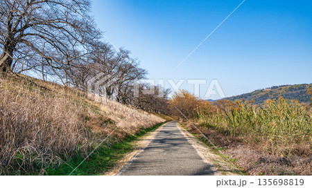 冬の背割り堤　京都府八幡市 135698819