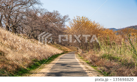 冬の背割り堤　京都府八幡市 135698820