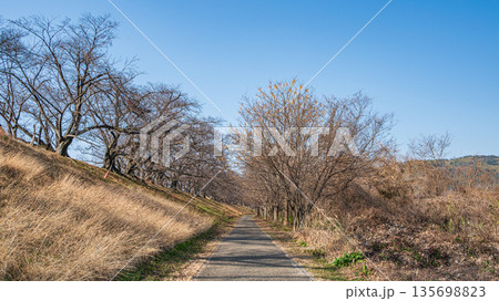 冬の背割り堤　京都府八幡市 135698823