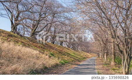 冬の背割り堤　京都府八幡市 135698826