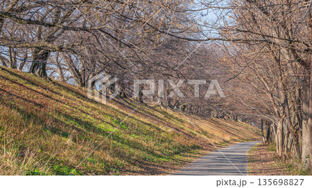 冬の背割り堤　京都府八幡市 135698827