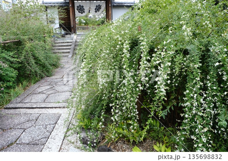 京都の常林寺と萩の花 135698832