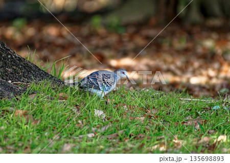 ハト科キジバトの採食行動 135698893
