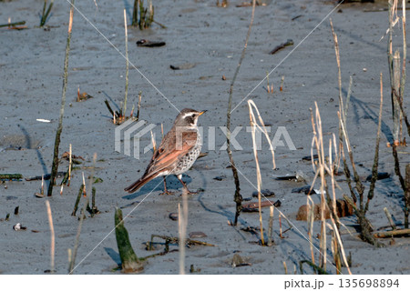 藤前干潟の野鳥 冬鳥ヒタキ科ツグミの採餌 藤前干潟の野鳥 冬鳥ヒタキ科ツグミの採餌 135698894