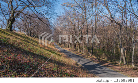 冬の背割り堤 京都府八幡市 冬の背割り堤 京都府八幡市 135698991