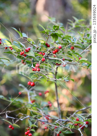 アリドオシ　Coralberry 135699024