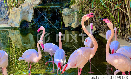 Serene Flamingos by Waterfall 135699128