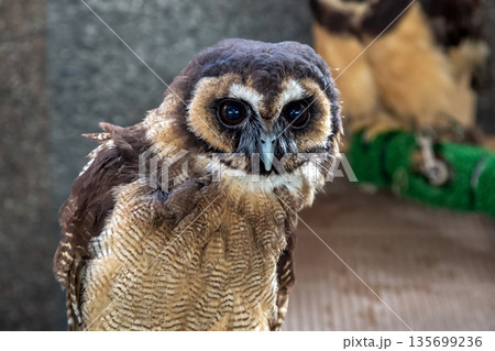 メガネを掛けているようなメガネフクロウ【フクロウ科】 メガネを掛けているようなメガネフクロウ【フクロウ科】 135699236