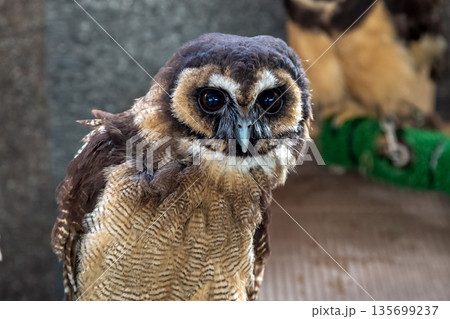 メガネを掛けているようなメガネフクロウ【フクロウ科】 135699237