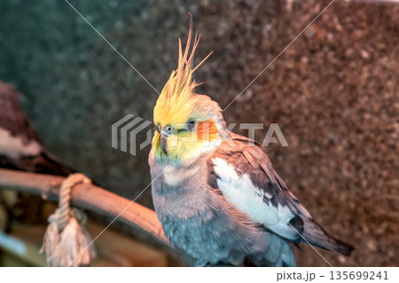 頬に橙色のチークパッチが可愛いオカメインコ容姿 135699241