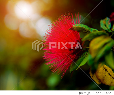 Abstract colored background close up. Macro flowers and petals. Abstract colored background close up. Macro flowers and petals. 135699382