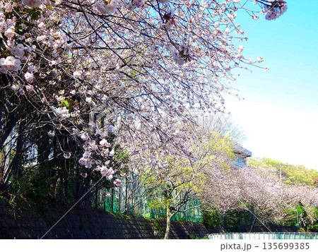 境川の遊歩道の桜のトンネル 境川の遊歩道の桜のトンネル 135699385