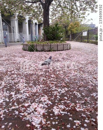 桜の花びらの中に立つ鳩 桜の花びらの中に立つ鳩 135699392