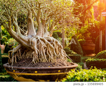 Luxury landscape design of the tropical garden. 135699405