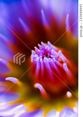 Abstract colored background close up. Macro flowers and petals 135699445