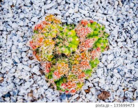 Collection beautiful prickly cacti in the greenhouse 135699473