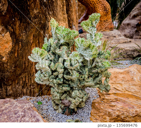 Collection beautiful prickly cacti in the greenhouse 135699476