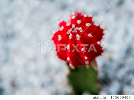 Beautiful macro shots of prickly cactus. Background and textures Beautiful macro shots of prickly cactus. Background and textures 135699499