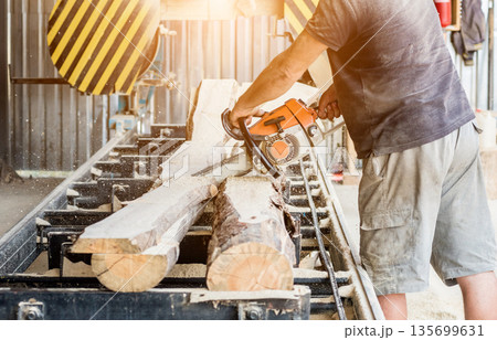 Woodcutter cutting tree with chainsaw on sawmill. Modern sawmill. 135699631