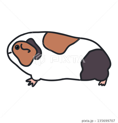 茶色・黒・白の1匹のモルモットの横から見た全身。ラフな線あり手描きイラスト 135699707