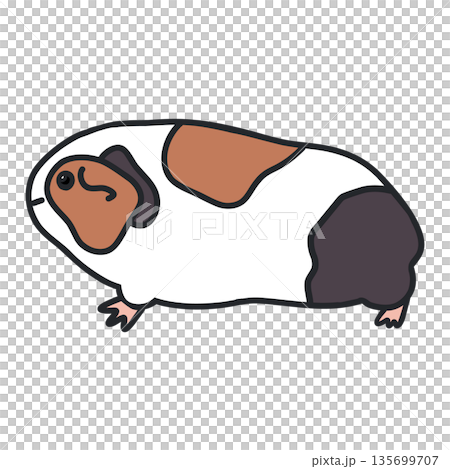 一隻棕、黑、白相間的豚鼠側面圖。手繪插圖,線條粗獷。 一隻棕、黑、白相間的豚鼠側面圖。手繪插圖,線條粗獷。 135699707