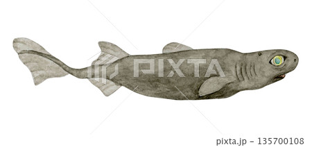 ヨロイザメ　サメ　深海生物　水彩 イラスト 135700108