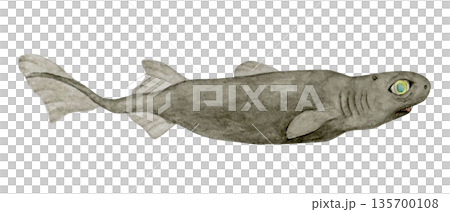 ヨロイザメ　サメ　深海生物　水彩 イラスト 135700108