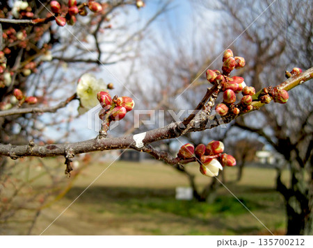 咲き始めた白梅の花 咲き始めた白梅の花 135700212