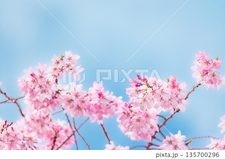 満開の桜の花のクローズアップ 満開の桜の花のクローズアップ 135700296