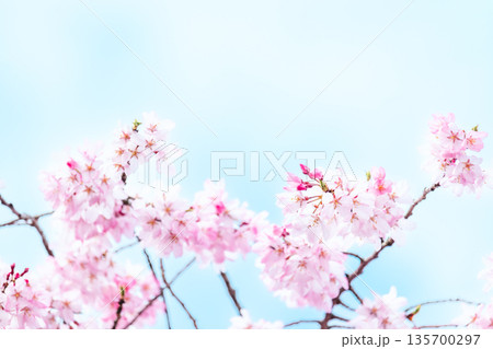 満開の桜の花のクローズアップ 135700297