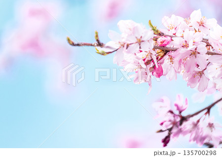 満開の桜の花のクローズアップ 135700298